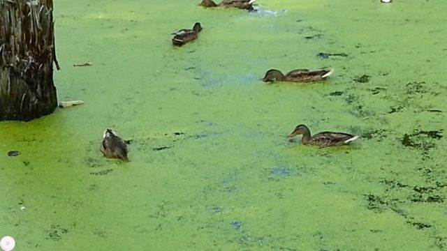 Утки в поисках корма смотреть онлайн