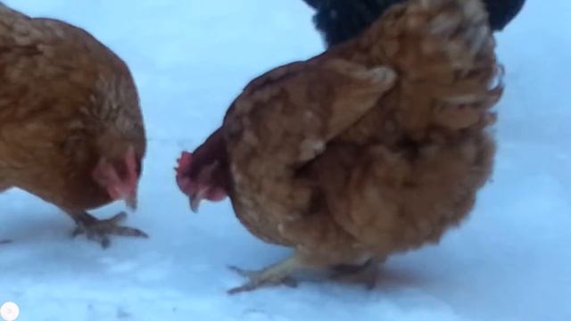 Две чернушки смотреть онлайн