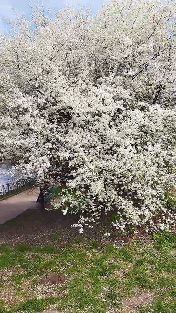 Алыча. смотреть онлайн