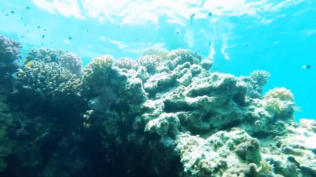 Nurkowanie Royal brayka resort beach bay marsa alam 2016 смотреть онлайн