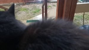 СОЧИ ГОРНОЕ ЛОО УТРО 04.02.2025