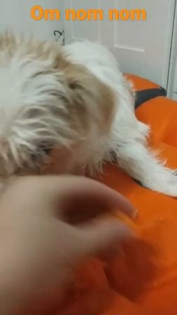 Наш щенок Бадди помесь зайца со свинкой)