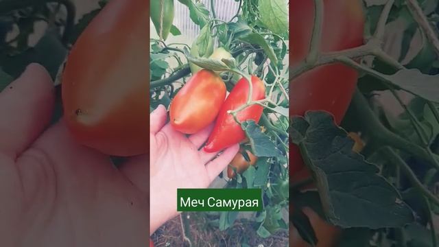 Меч Самурая смотреть онлайн