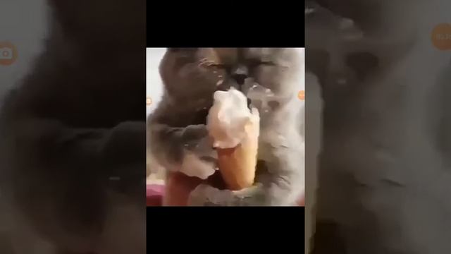 очень милый котик❤❤❤❤ смотреть онлайн