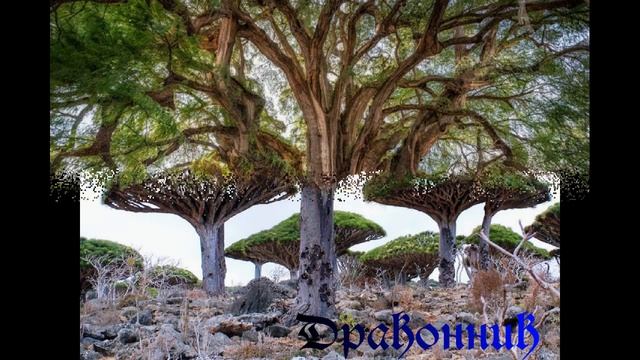 Удивительные деревья смотреть онлайн