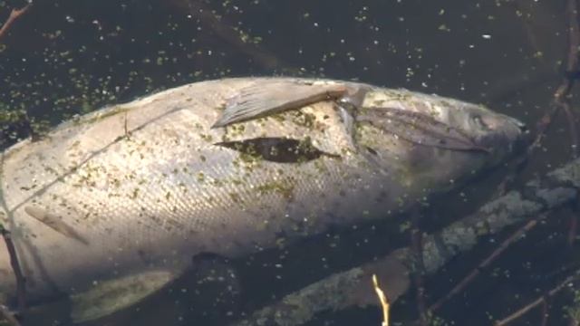 Чебурахнутый видик 5 (15 05 15) смотреть онлайн