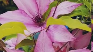 Hoya meliflua ssp fraterna/cosmos flower/clematis lanuginosa