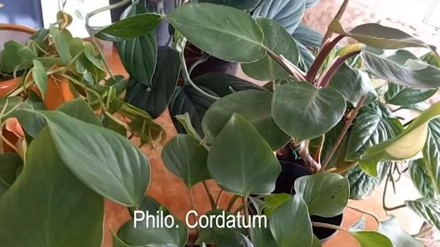 Atacho Eden 012: Philodendron смотреть онлайн
