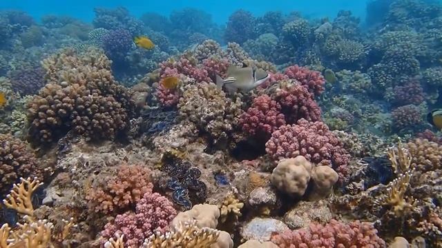 Olympus TG-5  is going to snorkel in Marsa Alam