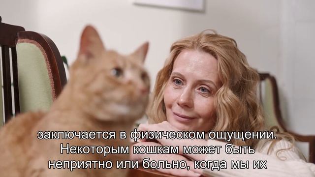 Почему кошки не любят, когда их берут на руки? смотреть онлайн