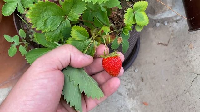 бизнесменит ДЕД а МАСЯ с ДЖУНОЙ держат НЕЙТРАЛИТЕТ за ЗАБОРОМ смотреть онлайн