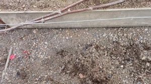 Разгон винограда горячей водой