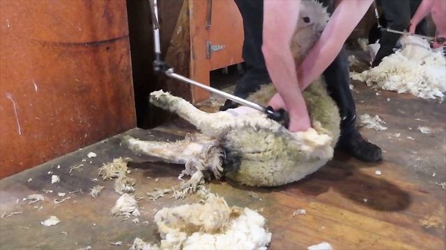 New Zealand Sheep Shearing Demonstration | From start to finish