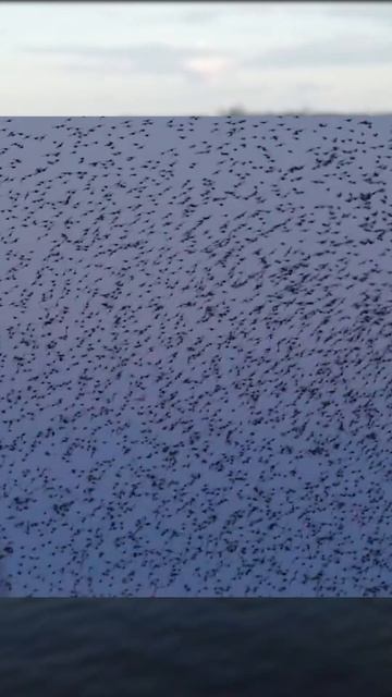 Тайны "датского черного солнца" смотреть онлайн