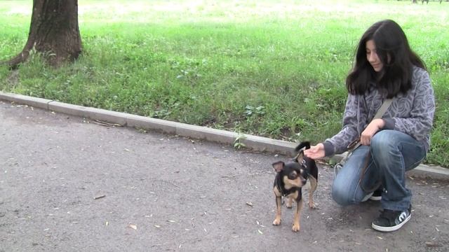 Пинчерски срещи - Дубъл 1 смотреть онлайн