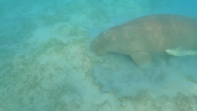 Marsa Alam Costa Mares 2023 смотреть онлайн