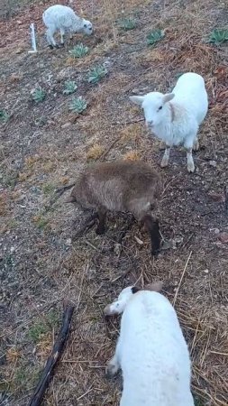 Little Katahdin lambs and a cute cat