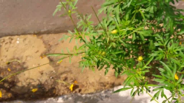 How to Grow and Care Cosmos Plant || Winter Flowering Plant || Fun Gardening || 12 Nov, 2017