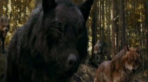 Сумерки..Волки и Вампиры, Клип!