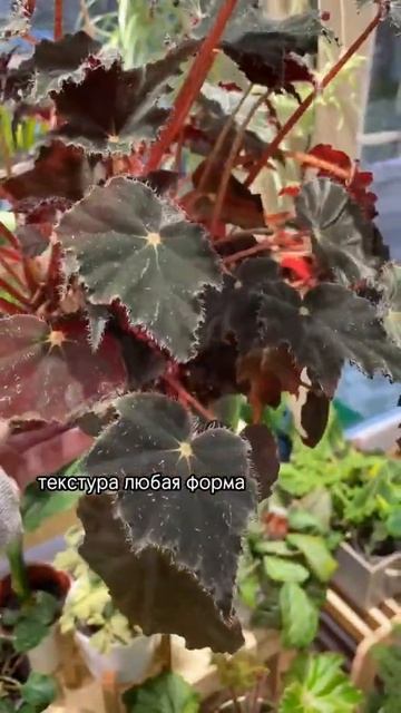 В вашей зеленой коллекции все еще нет Бегоний? Стоит серьезно подзадуматься над этим вопросом.#сад