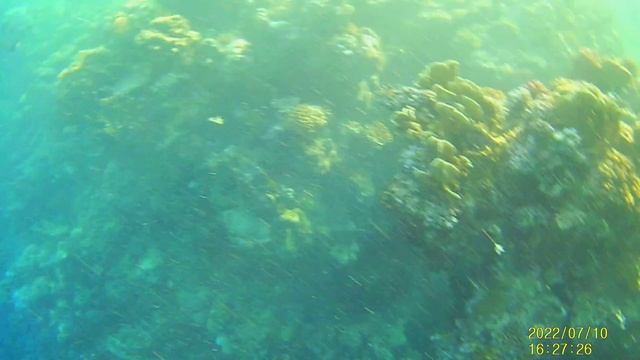 marsa alam Coral reef cay rafa koralowa смотреть онлайн