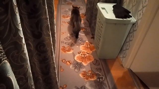 Кот Марс. Притащился вечером. Поругался. смотреть онлайн