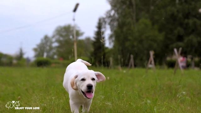 Dog Sleep Music for Dogs🐶 Soothing tunes for pets🐶💖Relaxation for my dog🎵Healingmate смотреть онлайн