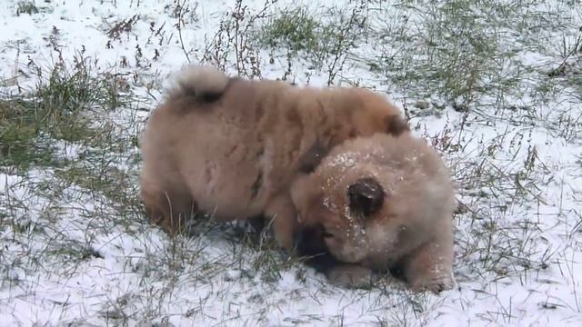 МАРС и МАРФИ смотреть онлайн