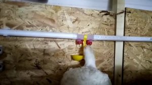 Ниппельная поилка НП18 в работе