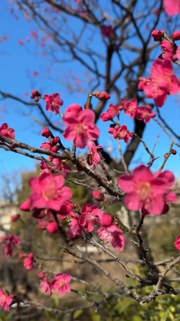 Where to see spring blossoms today in Tokyo, Japan 🇯🇵 #sakura #tokyo #japantravel смотреть онлайн