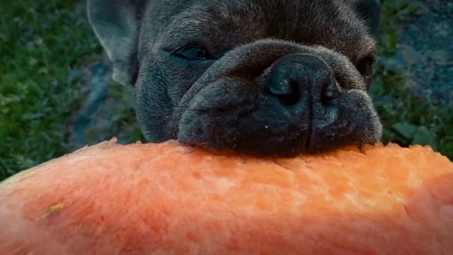 mi dog cosmos смотреть онлайн