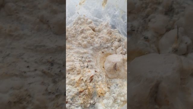 ВЫРАЩИВАНИЕ КОРОЛЕВЫ ,ЭРИНГИ смотреть онлайн