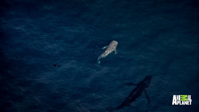 The Whale Shark Is a Small Fry Compared to Biggest Fish Ever смотреть онлайн