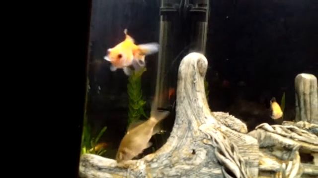 Золотая рыбка и карась смотреть онлайн