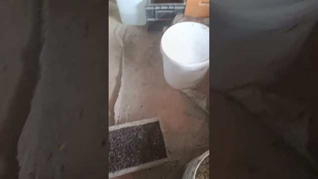 Рацион. хитин. смотреть онлайн