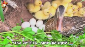 Утка и Утята – мир нежных эмоций 🦆🤗❣️часть (15)