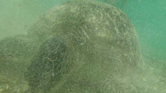 The Three Corners Fayrouz Plaza Beach Resort 5* MARSA ALAM (рус./Укр. Марса-Алам (араб. مرسى علم)) смотреть онлайн