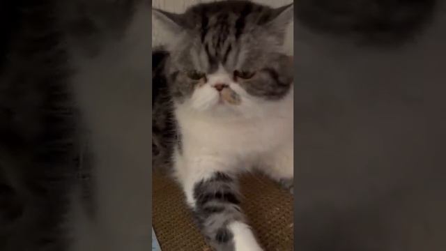 Когтеточки для любимого Дориса❤️ смотреть онлайн