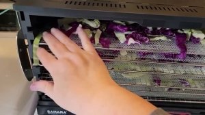 Dehydrating Cabbage | Preserve without Fermenting! | Sahara Folding Dehydrator