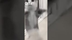 Котик танцует под музыку Шни Шнап Шнапи на разных скоростях