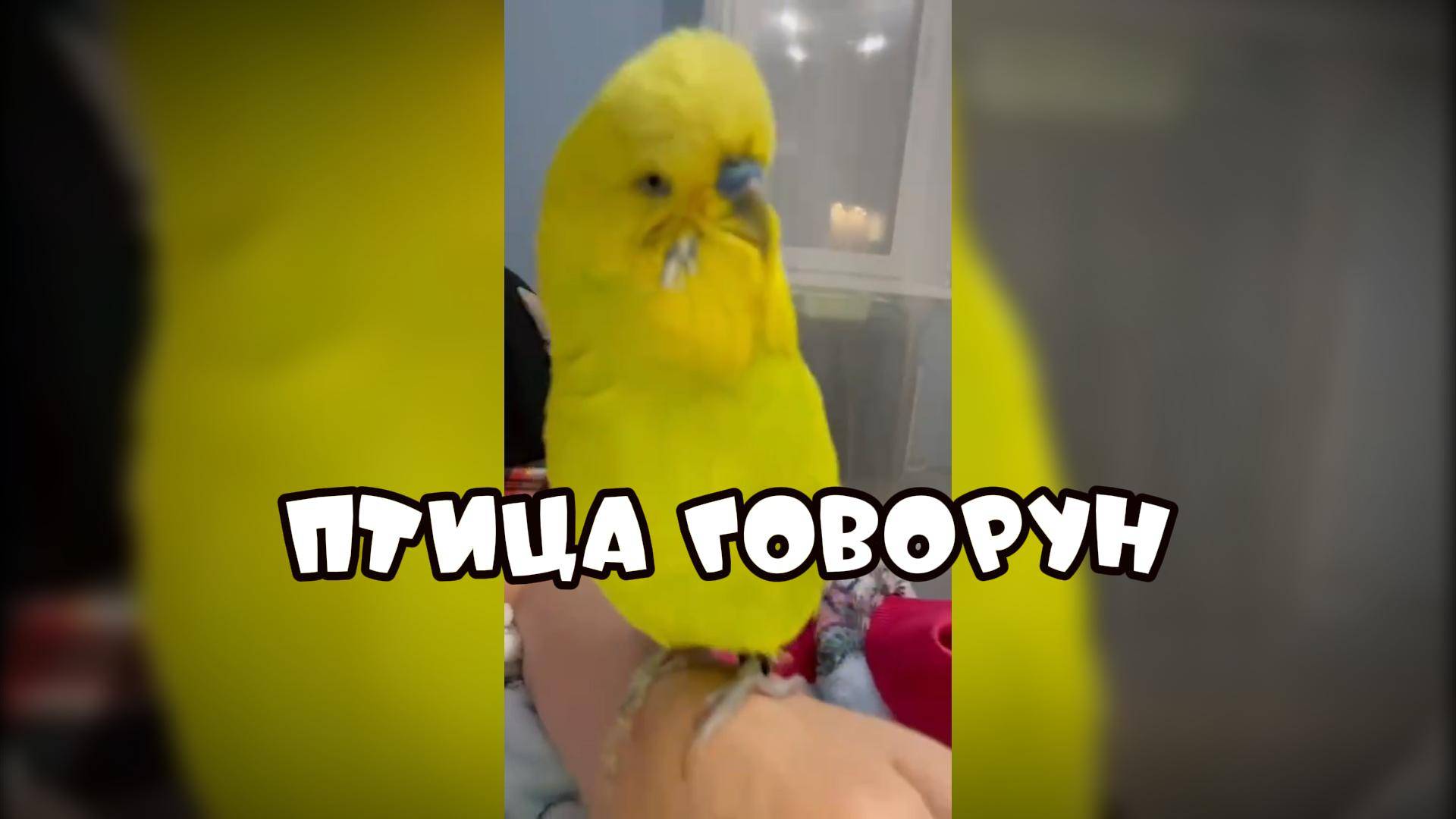 А поговорить #забавныеживотные