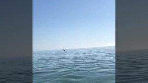 Афигеть. В Каспийском море змеи