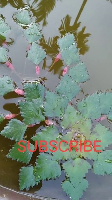 Beautiful water chest nut (panifol) plant смотреть онлайн