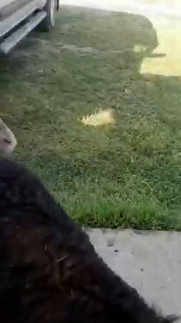 Барашки пьют из соски смотреть онлайн