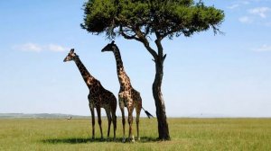 ГОВОРЯЩИЙ ЖИРАФ.   Соседи по планете