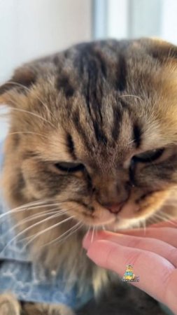 АСМР от котика Самуэля!😻