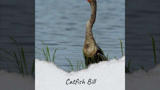 Red Apple Rag смотреть онлайн