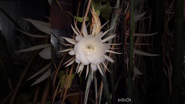 Ведическая мантра бессмертия.Maha Mrityunjaya.   Suresh Wadkar смотреть онлайн