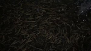 Продажа малька Форели . Рыбопитомник .