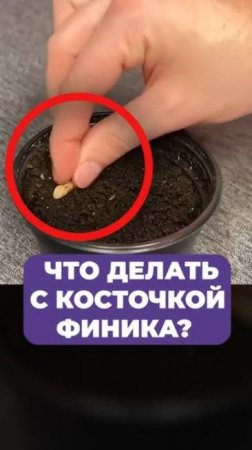 ЧТО будет, если посадить косточку ФИНИКА？ #растения #финик #выращивание